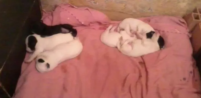 Cachorro ra a indefenida idade Abaixo de 2 meses nome sem nome