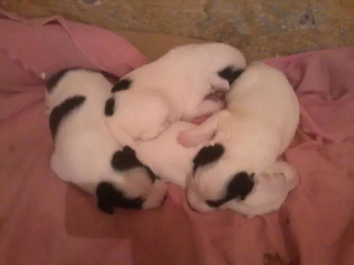 Cachorro ra a indefenida idade Abaixo de 2 meses nome sem nome