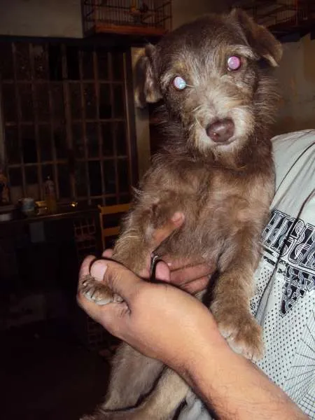 Cachorro ra a SRD idade 2 anos nome Estrellinha