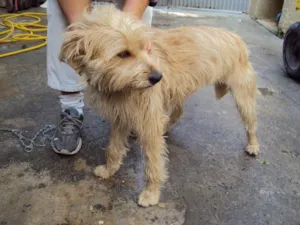 Cachorro raça SRD idade 3 anos nome Rebeca