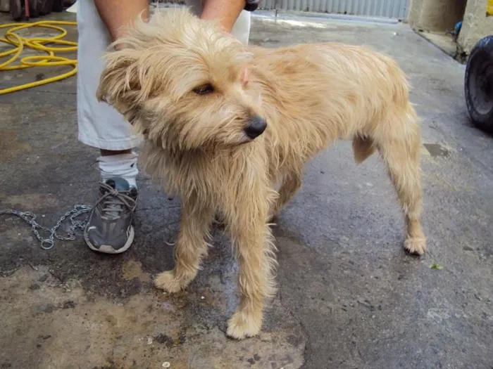 Cachorro ra a SRD idade 3 anos nome Rebeca