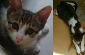 Gato raça Vira-lata idade 7 a 11 meses nome Mene Canaã