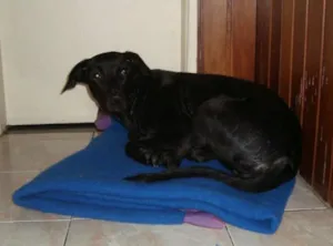 Cachorro raça  idade 1 ano nome Janis