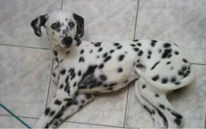Cachorro raça Dálmata idade 7 a 11 meses nome muleke