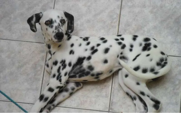Cachorro ra a Dálmata idade 7 a 11 meses nome muleke
