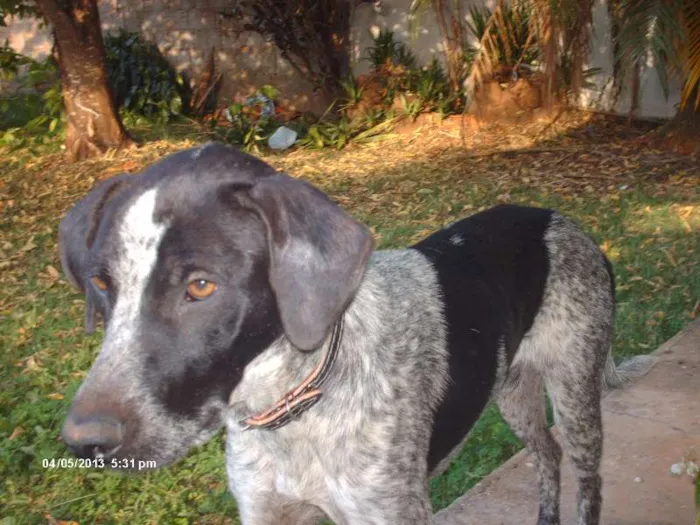 Cachorro raça srd idade 1 ano nome Duque