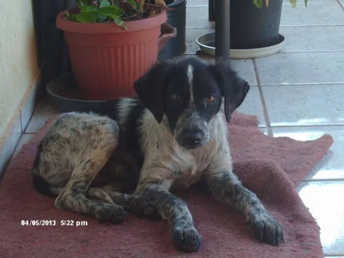 Cachorro raça SRD idade 7 a 11 meses nome Dino