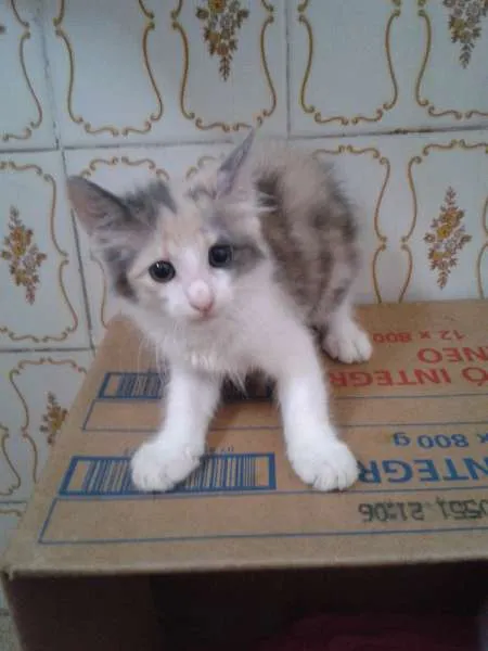 Gato ra a SRD idade 2 a 6 meses nome Lua