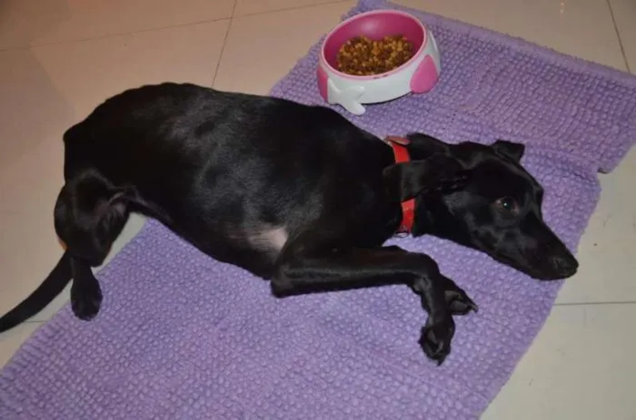 Cachorro ra a SRD idade 7 a 11 meses nome SEM NOME
