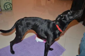 Cachorro raça SRD idade 7 a 11 meses nome SEM NOME