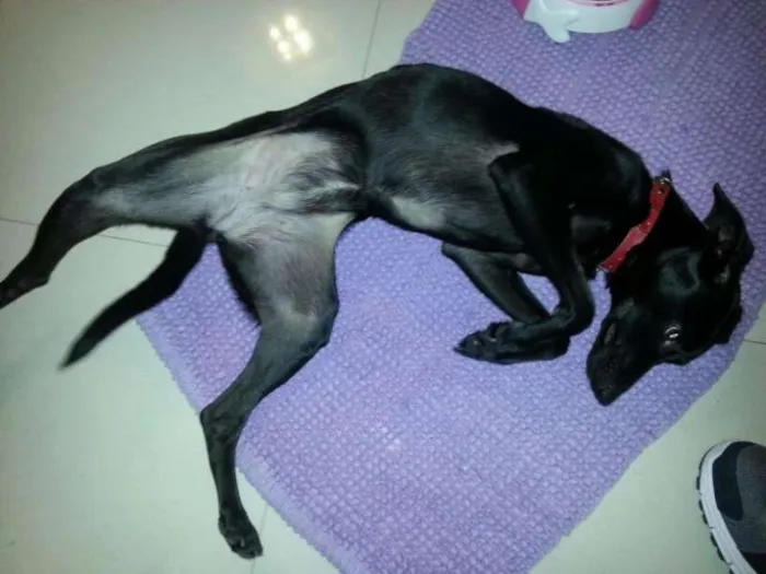 Cachorro ra a SRD idade 7 a 11 meses nome SEM NOME