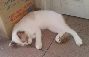 Gato raça SRD idade 7 a 11 meses nome Neve