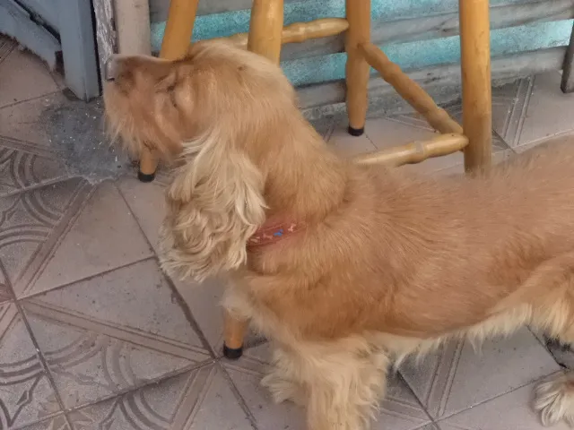 Cachorro ra a Cocker idade 3 anos nome belinha