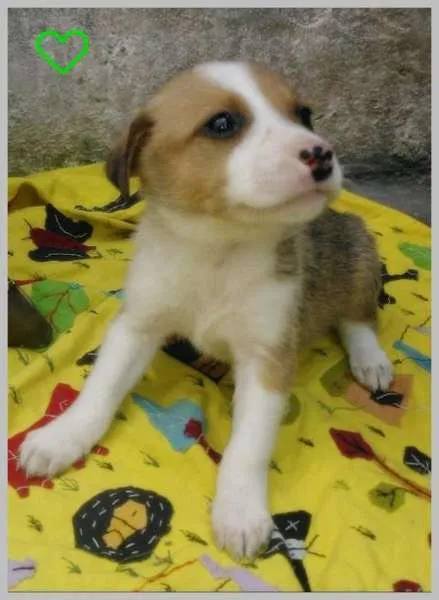 Cachorro ra a SRD idade 2 a 6 meses nome Sem nome
