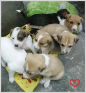 Cachorro raça SRD idade 2 a 6 meses nome Sem nome