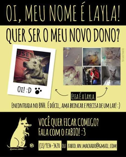 Cachorro ra a Vira lata (SRD) idade 1 ano nome Layla