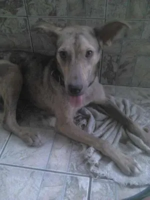 Cachorro raça Vira lata (SRD) idade 1 ano nome Layla