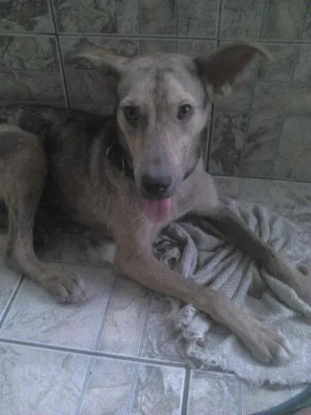 Cachorro ra a Vira lata (SRD) idade 1 ano nome Layla