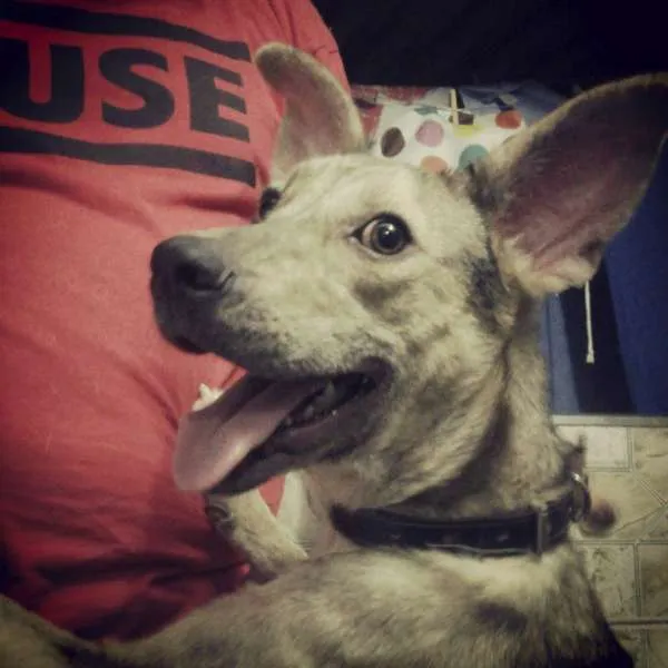 Cachorro ra a Vira lata (SRD) idade 1 ano nome Layla