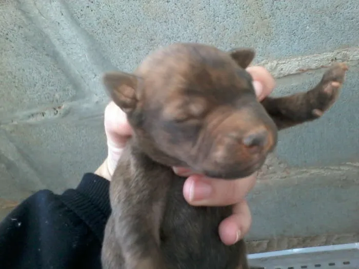 Cachorro ra a SRD idade Abaixo de 2 meses nome Filhotes