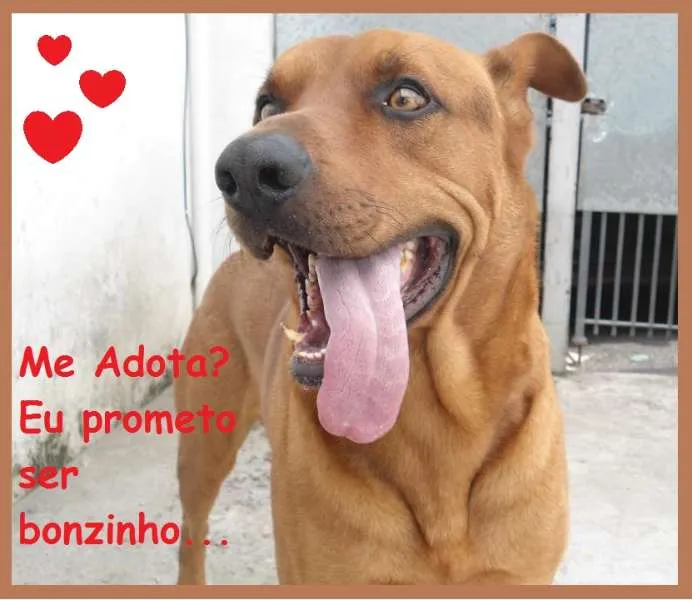 Cachorro ra a Mistura de Fila idade 4 anos nome Bob