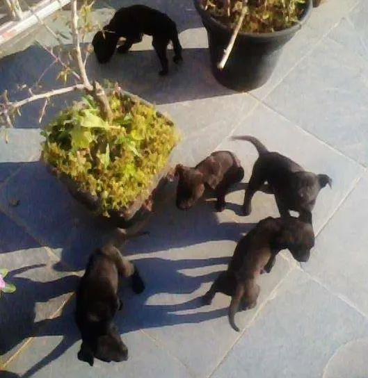 Cachorro ra a idade 2 a 6 meses nome não tem
