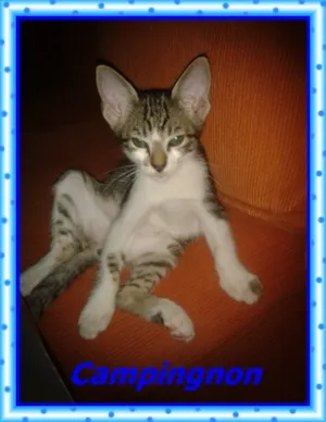 Gato raça SRD idade 2 a 6 meses nome CHAMPINGNON