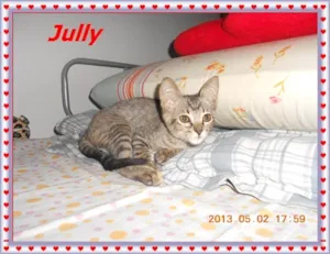 Gato raça SRD idade 2 a 6 meses nome Jully