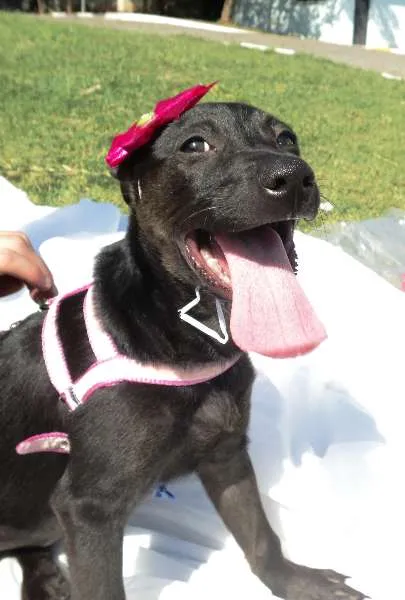 Cachorro ra a SRD idade 2 a 6 meses nome Odara