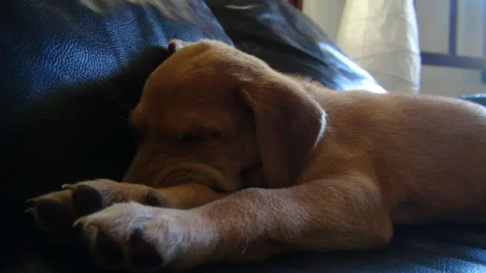 Cachorro ra a viralata idade Abaixo de 2 meses nome Kity,prety,tedy