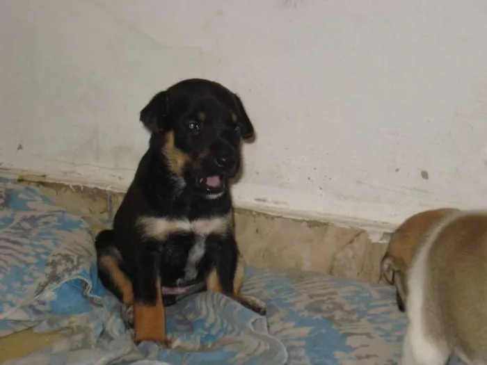 Cachorro ra a viralata idade Abaixo de 2 meses nome Kity,prety,tedy