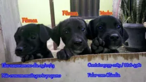 Cachorro raça SRD idade 2 a 6 meses nome zeus,pituca e lola