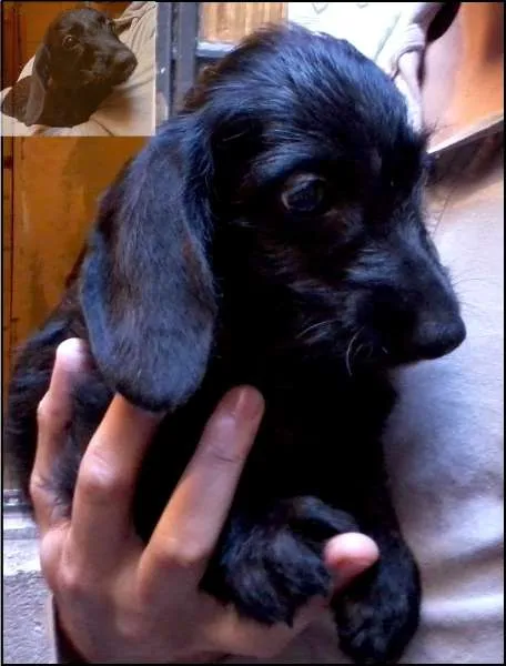 Cachorro ra a Vira-Lata idade Abaixo de 2 meses nome Sortuda