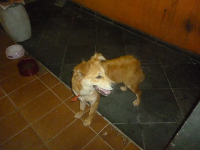 Cachorro ra a  idade 2 a 6 meses nome Marley