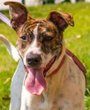 Cachorro raça SRD idade 1 ano nome Ericka