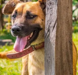 Cachorro raça SRD idade 2 anos nome Sheena
