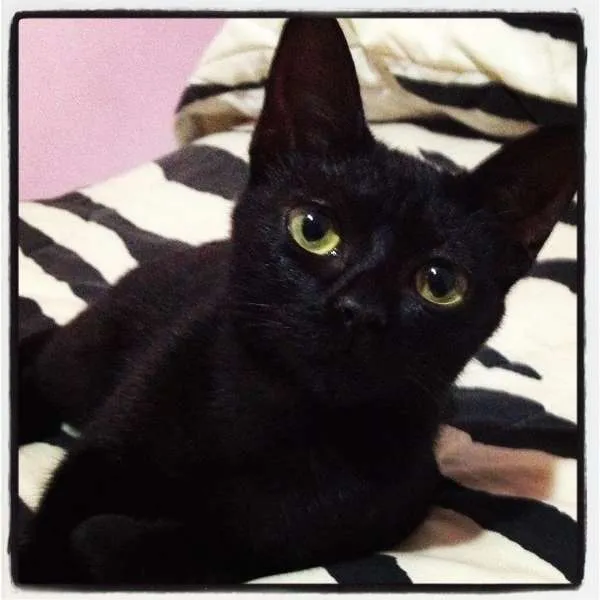 Gato ra a SRD idade 2 a 6 meses nome AMÉLINHA