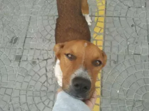 Cachorro raça SRD idade 2 anos nome ALFREDINHO