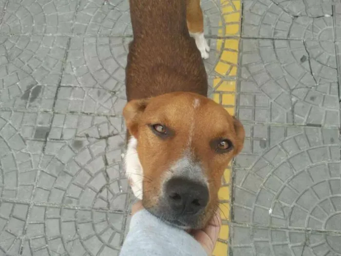 Cachorro ra a SRD idade 2 anos nome ALFREDINHO