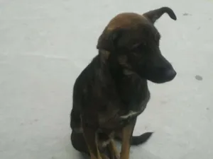 Cachorro raça SRD idade 2 anos nome Pedrinho