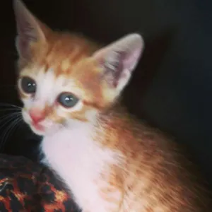 Gato raça sem raça idade 2 a 6 meses nome Mia