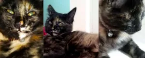 Gato raça SRD idade 2 a 6 meses nome ?