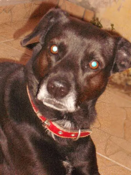 Cachorro ra a Indefinida idade 6 ou mais anos nome Negão