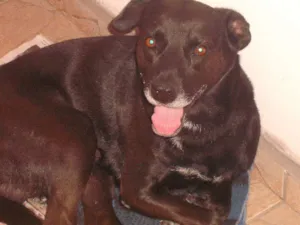 Cachorro raça Indefinida idade 6 ou mais anos nome Negão