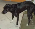 Tob