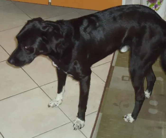 Cachorro ra a Labrador idade 3 anos nome Tob