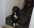 Tob