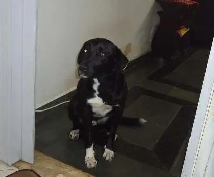 Cachorro ra a Labrador idade 3 anos nome Tob