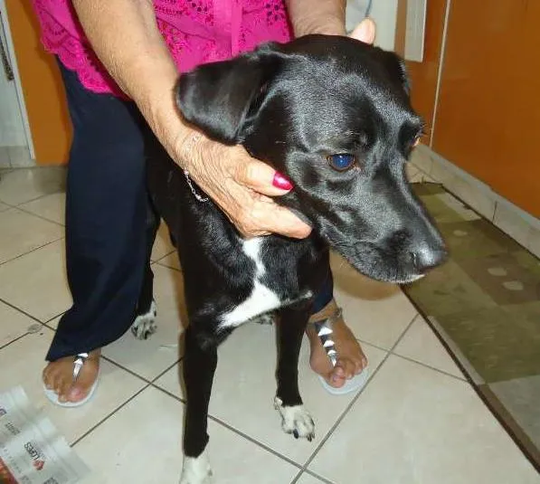 Cachorro ra a Labrador idade 3 anos nome Tob