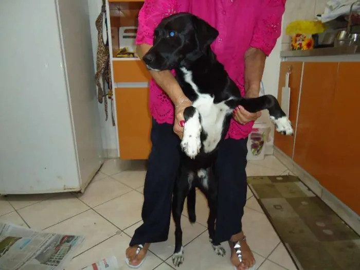 Cachorro ra a Labrador idade 3 anos nome Tob
